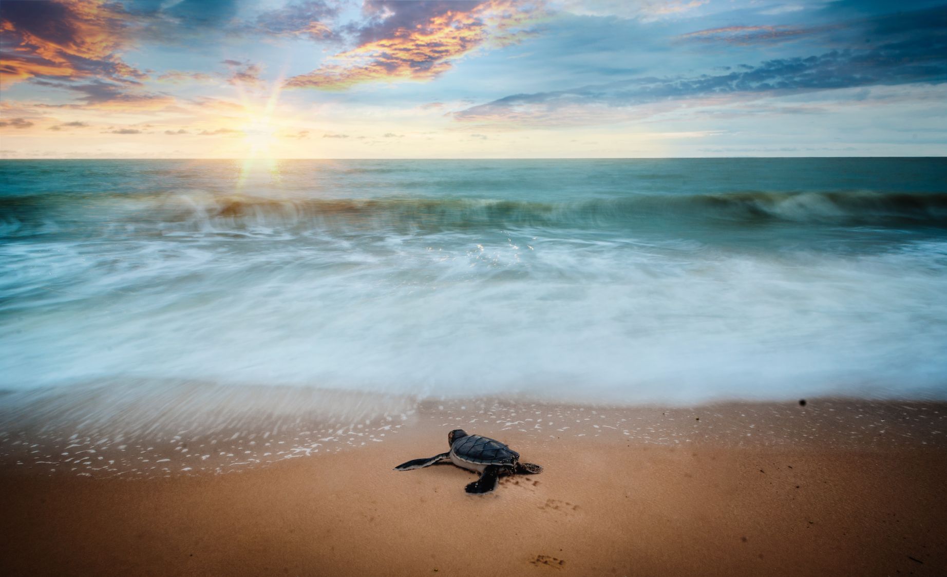 Turtle